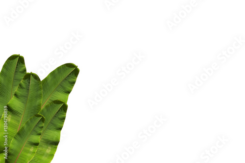 fresh green leaves, Green banana leaf.