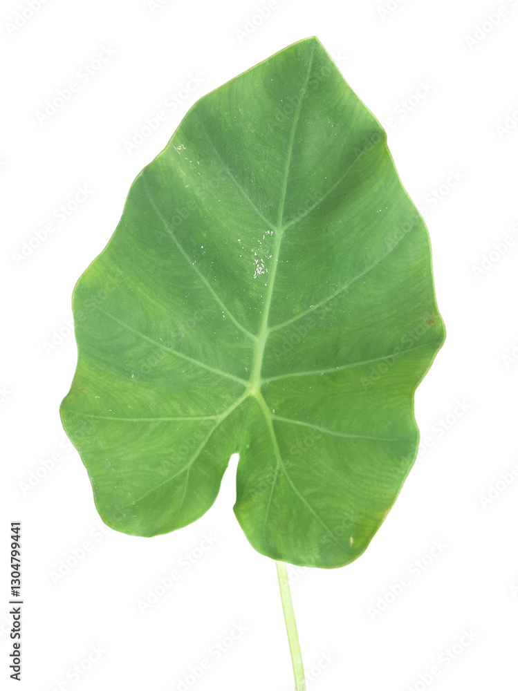 Obraz premium Green Caladium Leaves, Green leaf PNG.