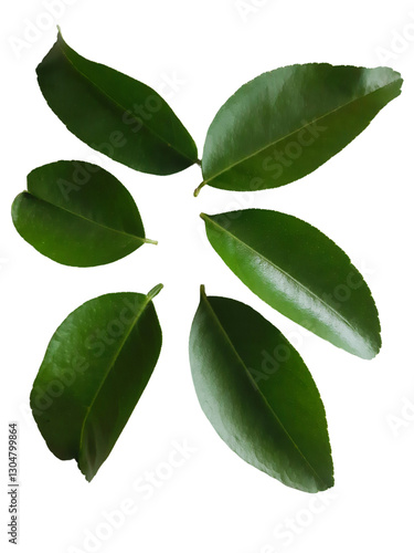 Wallpaper Mural green leaves isolated on white, Green leaf PNG, Lime leaf. Torontodigital.ca