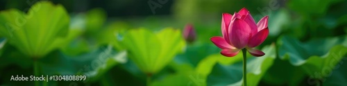 Red lotus blooming in a container among green plants, small blooms, solo bloom, colorful flowers