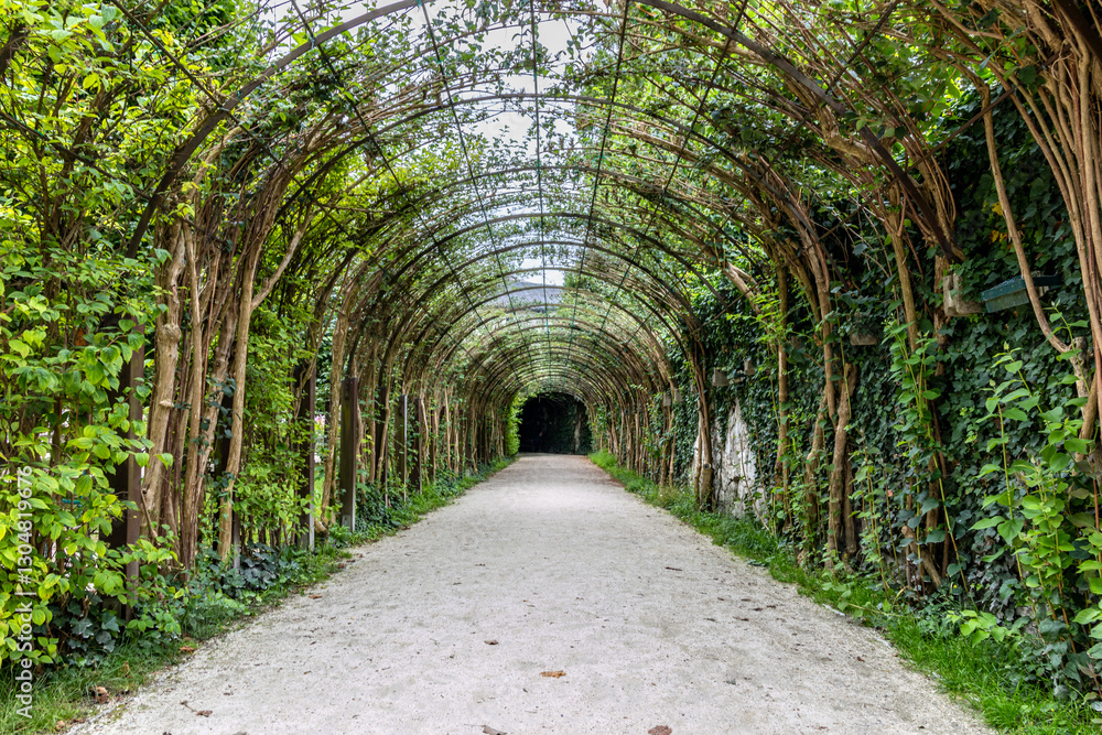 Fototapeta premium grüner Gang mit Bäumen zum Bogen geformt im Mirabellgarten Salzburg