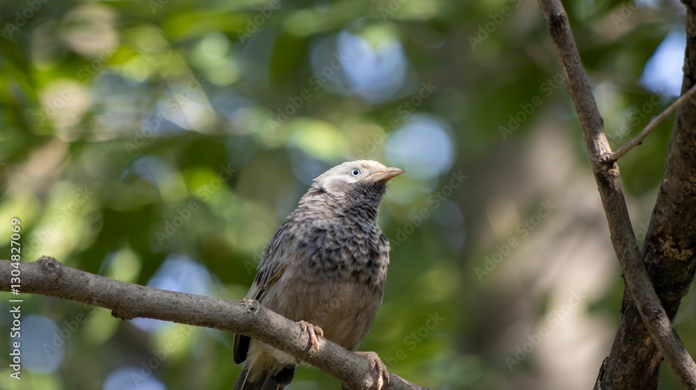 Bird perched on a branch with green foliage. Bird perched on a branch with green foliage.