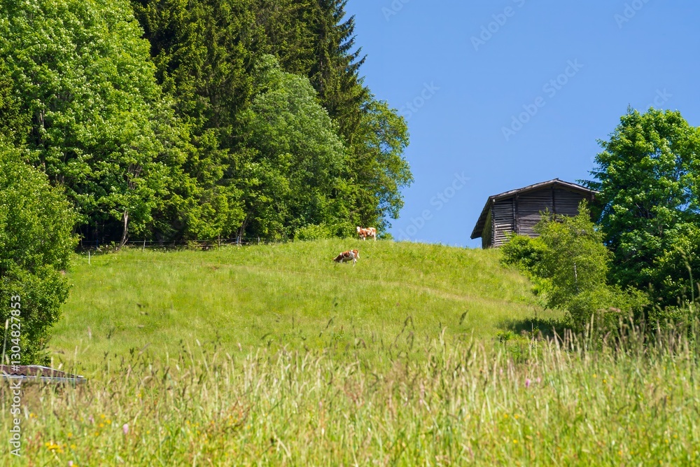 Obraz premium Mountain landscape of Austria. Beautiful view of mountains and meadows with lush green grass.
