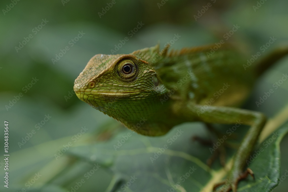 Fototapeta premium green lizard on a tree