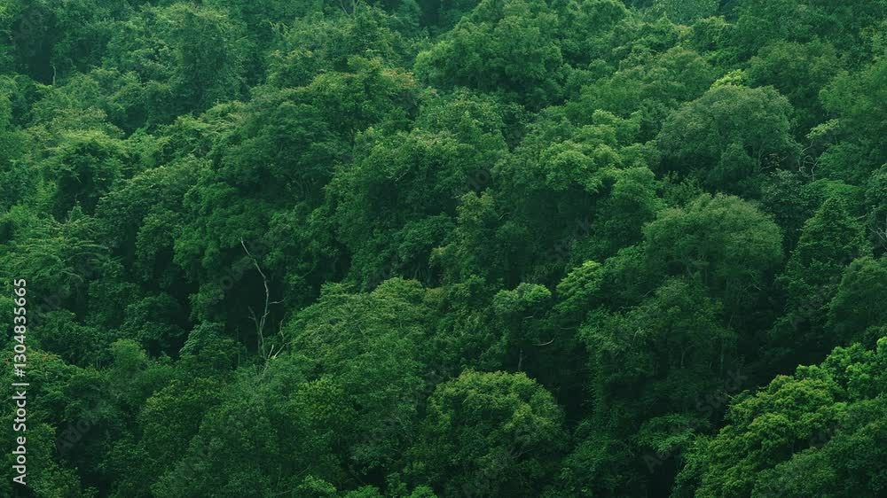 Sideward panning motion telephoto view of dense lush canopy of tropical forest vegetation. Sideward panning motion telephoto view of dense lush canopy of tropical forest vegetation.