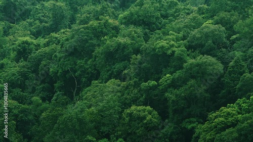 Sideward panning motion telephoto view of dense lush canopy of tropical forest vegetation.