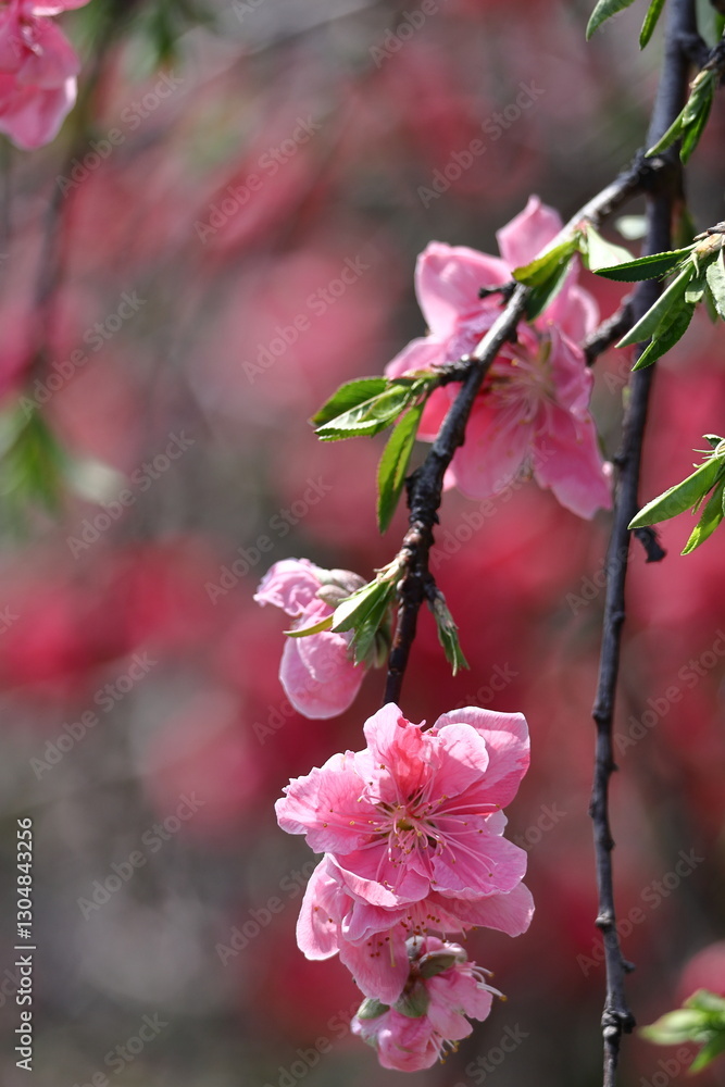 Obraz premium ひな祭りに飾る花