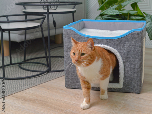 Рыжий кот выходит из домика для животных