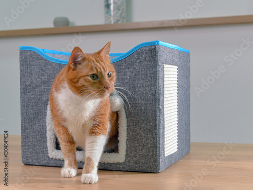 Кот выходит из домика для животных. Фото в интерьере