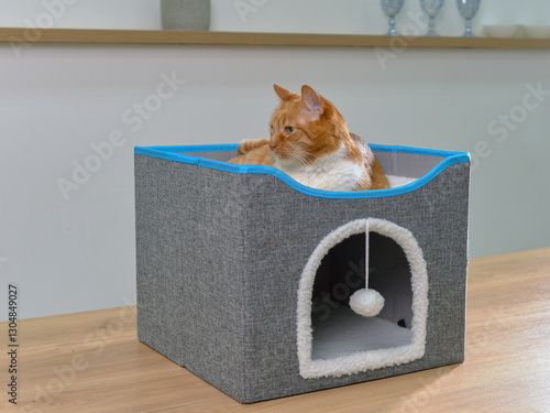 кошка лежит наверху домика для животных