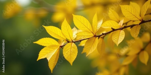 Yellow leaves of Schinus terebinthifolius Raddi tree on a branch, deciduous trees, foliage photo