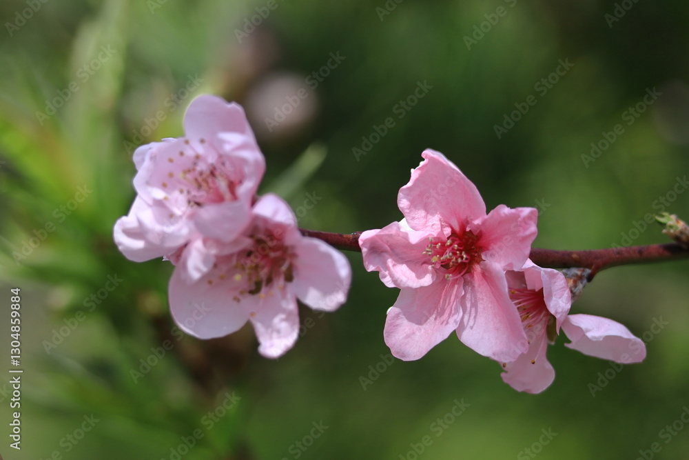ひな祭りに飾る花 ひな祭りに飾る花