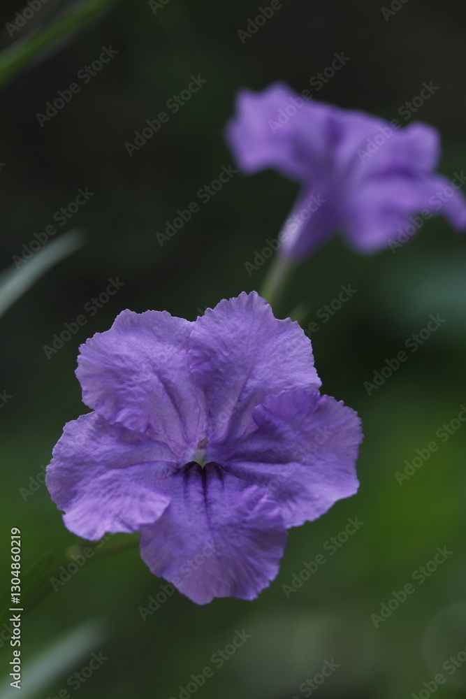 Obraz premium violet flower in the morning