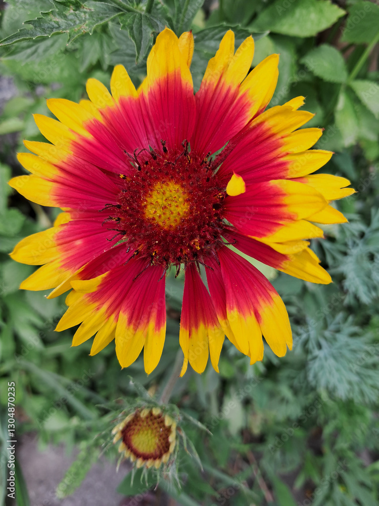 A vibrant Gaillardia flower with a red center and petals that transition from red at the base to yellow at the tips. Gaillardias Fiery Splendor A vibrant Gaillardia flower with a red center and petals that transition from red at the base to yellow at the tips. Gaillardias Fiery Splendor