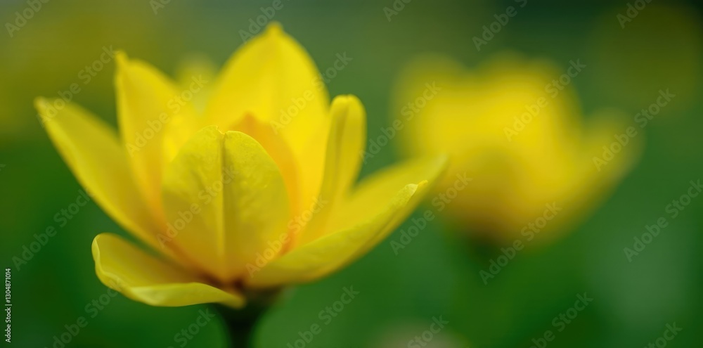 Fototapeta premium Bright yellow petals unfolding on a green stem, flowers, blooms