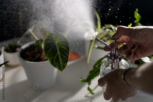 A bottle with a hand-pumped sprayer in female hands splashing water on house plants in white pots