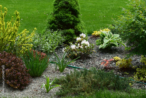 Ornamental Garden Beauty. Flowering Shrub Paradise