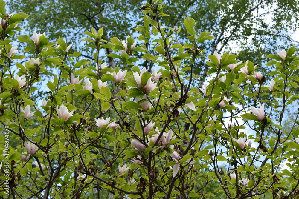 A tree in bloom with bright green leaves and white flowers with pinkish hues. Blooming Tree Against Blue Sky A tree in bloom with bright green leaves and white flowers with pinkish hues. Blooming Tree Against Blue Sky
