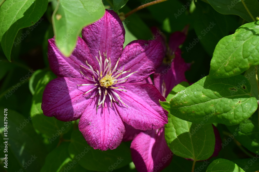 Purple Clematis Bloom Surrounded by Green Foliage Purple Clematis Bloom Surrounded by Green Foliage