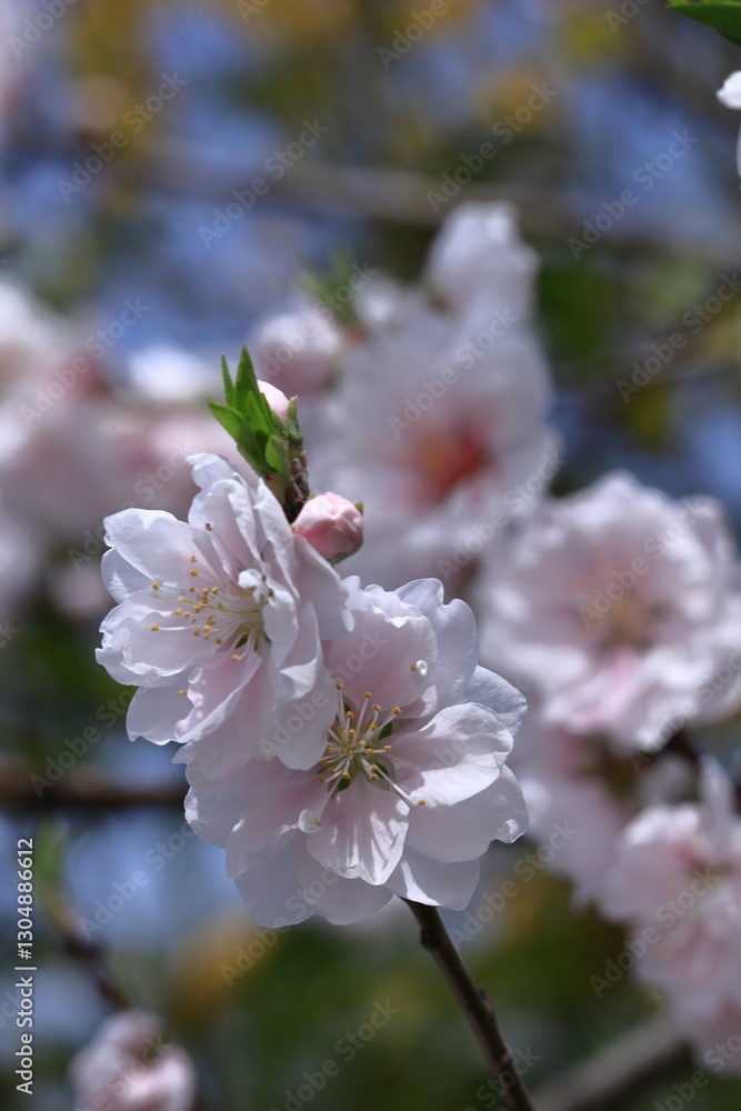 Fototapeta premium ひな祭りに飾る花