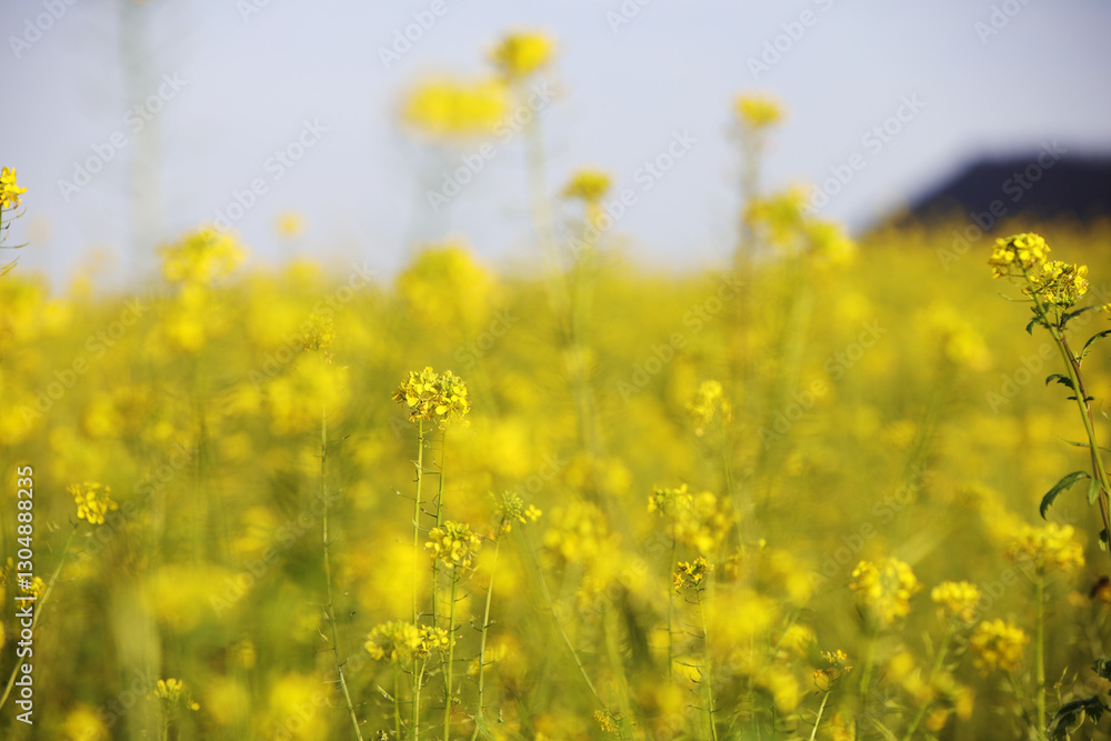 A field with yellow raps flowers in Germany A field with yellow raps flowers in Germany