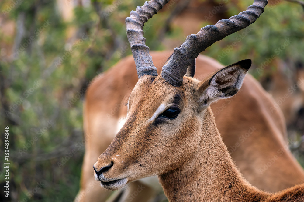 Naklejka premium Close up portrait, head of male impala, African black-footed antelope with lyre horns. Kruger National park, safari in South Africa