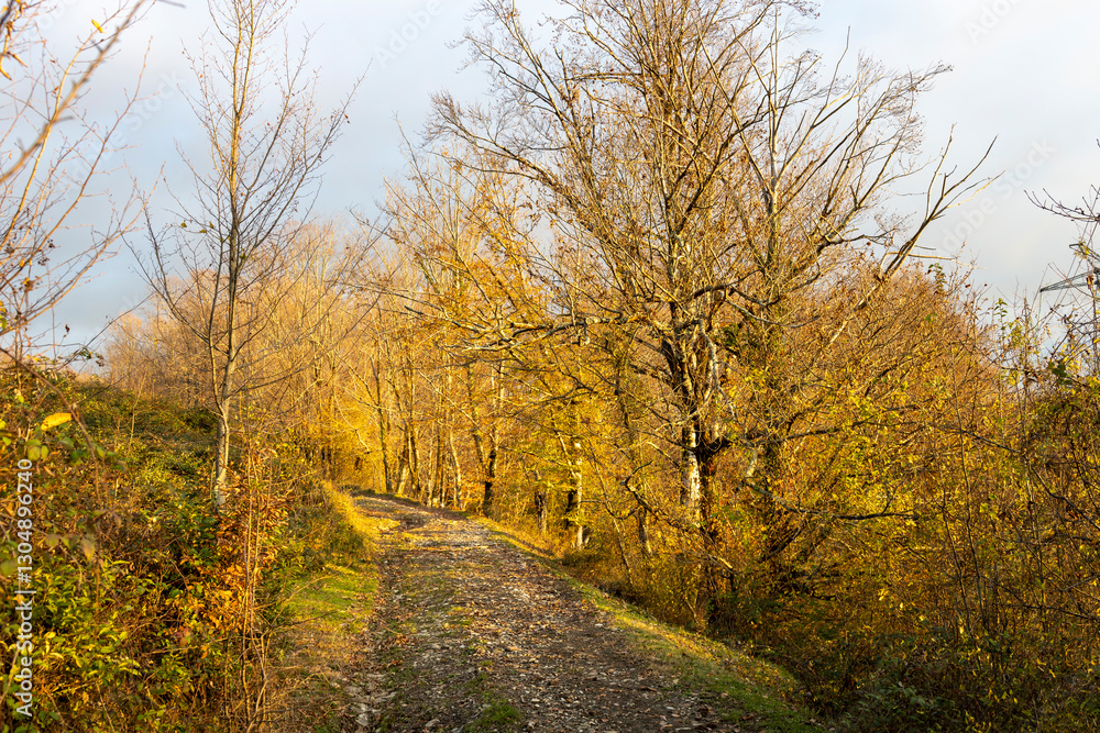 Fototapeta premium Path through a forest with trees in autumn