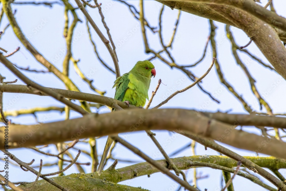 Green Parrot Ring-necked parakeet Perched on Tree Branch Green Parrot Ring-necked parakeet Perched on Tree Branch