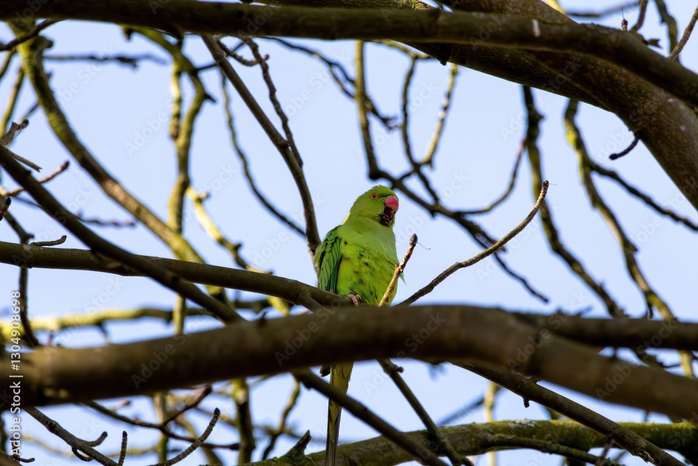 Green Parrot Ring-necked parakeet Perched on Tree Branch Green Parrot Ring-necked parakeet Perched on Tree Branch