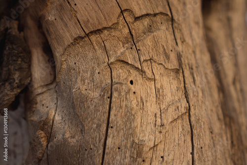 Termite carvings and wooden texture in a gum tree