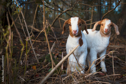 Two adorable, cute brown and white baby goats in forest photo