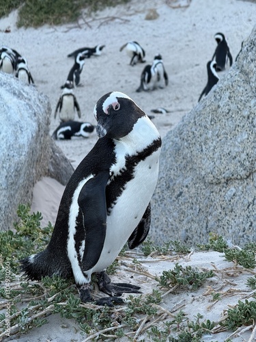 Pinguin am Boulders Beach, Simons Town, Kapstadt, Südafrika