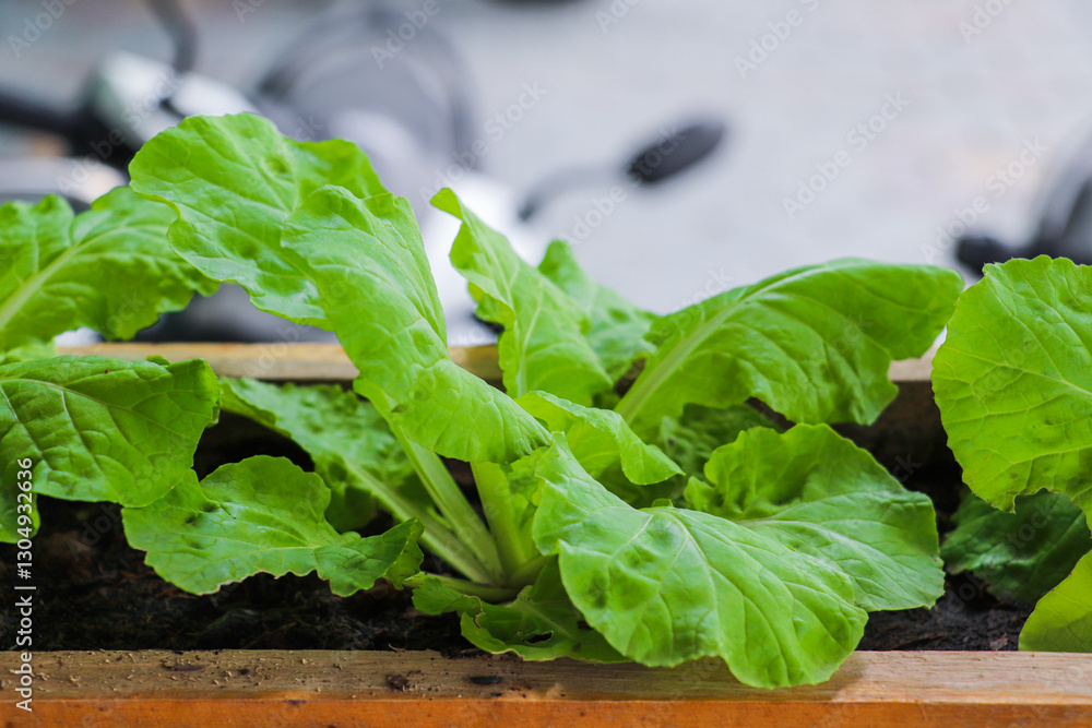 Fototapeta premium Fresh Green Lettuce Growing in a Wooden Planter Box