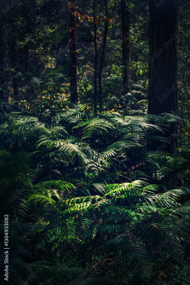 Fototapeta premium Dark green lush ferns in the forest