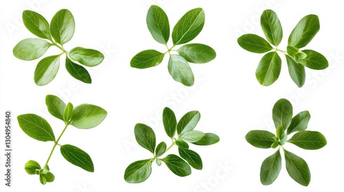 Flying Green Leaves, Isolated on White