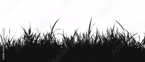 Tall grass silhouette against white background  
