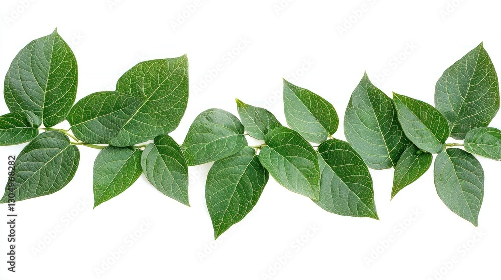 Fototapeta premium Green Leaves Frame, Isolated on White