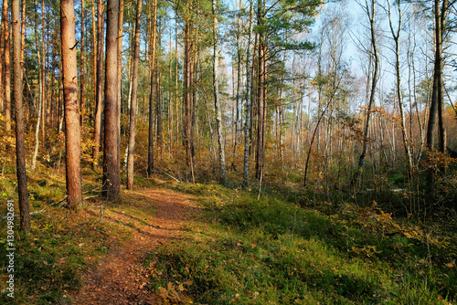 On the edge of the autumn forest
