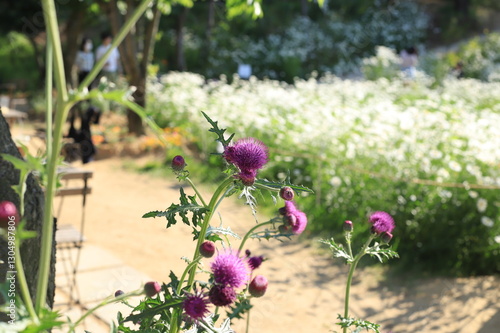 flowers