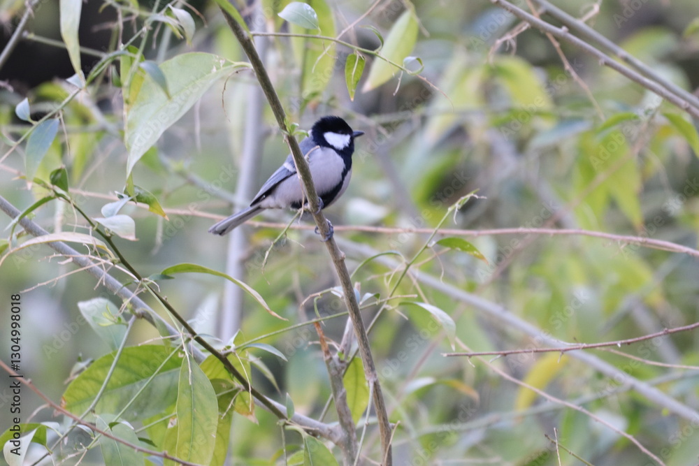 Obraz premium Asian Tit bird