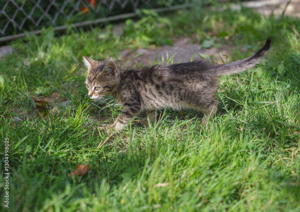 Obraz premium gray tabby cat walks on green grass in the yard
