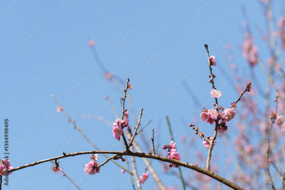 soft focus cherry blossom and tiger lily, pink and white flower background. soft focus cherry blossom and tiger lily, pink and white flower background.