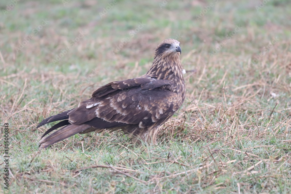 Eagle on ground Eagle on ground