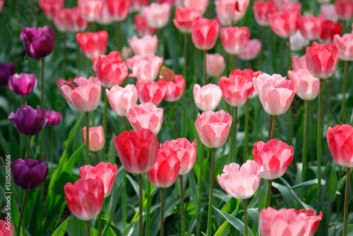 Field of blooming pink tulips in spring