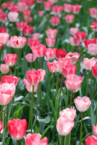 Field of blooming pink tulips in spring