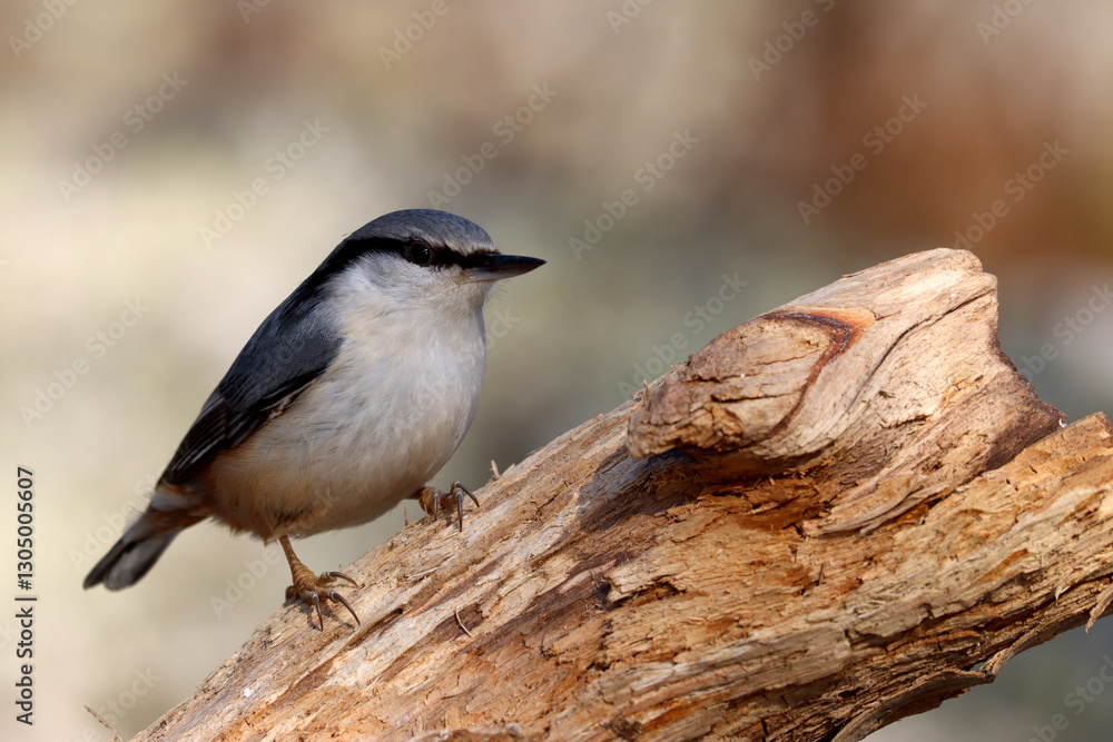 Obraz premium Nuthatch