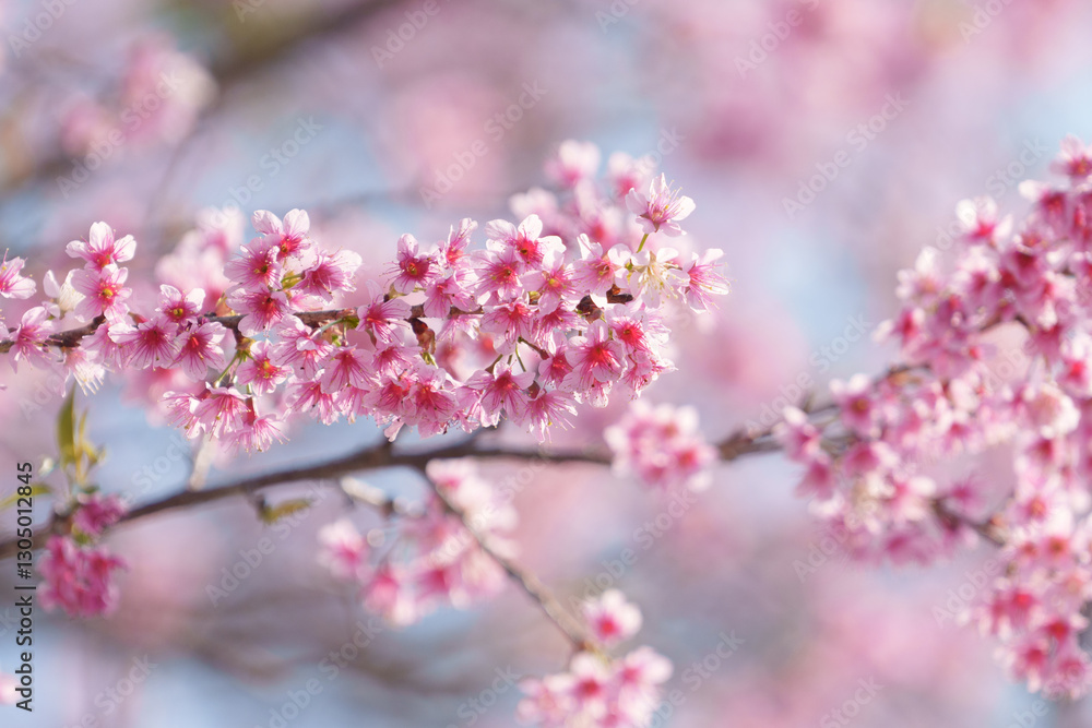 soft focus cherry blossom and tiger lily, pink and white flower background. soft focus cherry blossom and tiger lily, pink and white flower background.