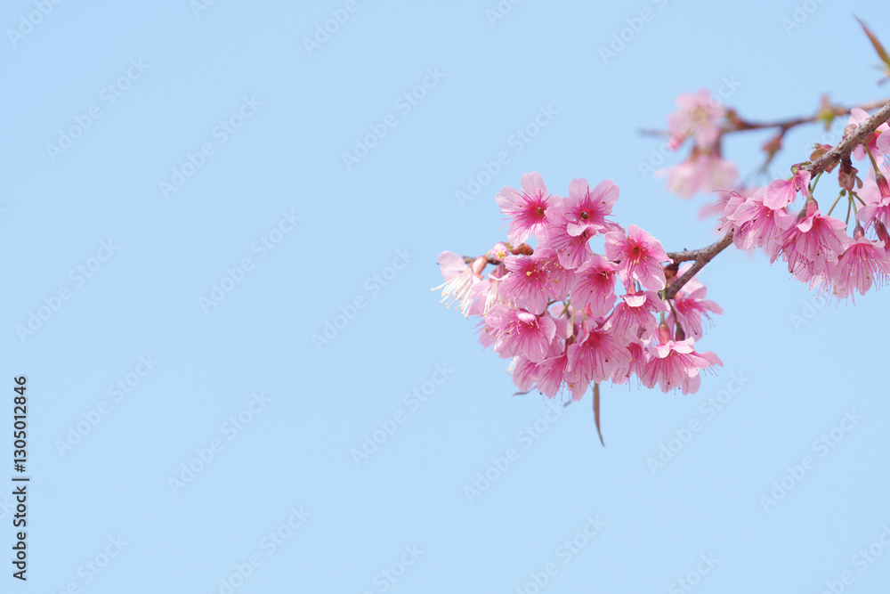 soft focus cherry blossom and tiger lily, pink and white flower background. soft focus cherry blossom and tiger lily, pink and white flower background.