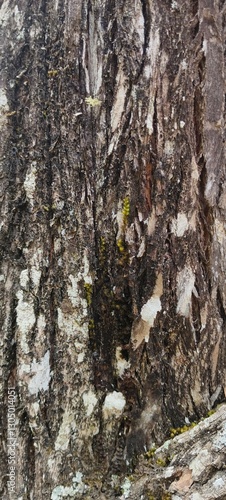 Wood texture refers to the natural surface appearance and feel of wood. It is defined by the unique grain patterns, knots, color variations, and fibrous structures present in different types of wood