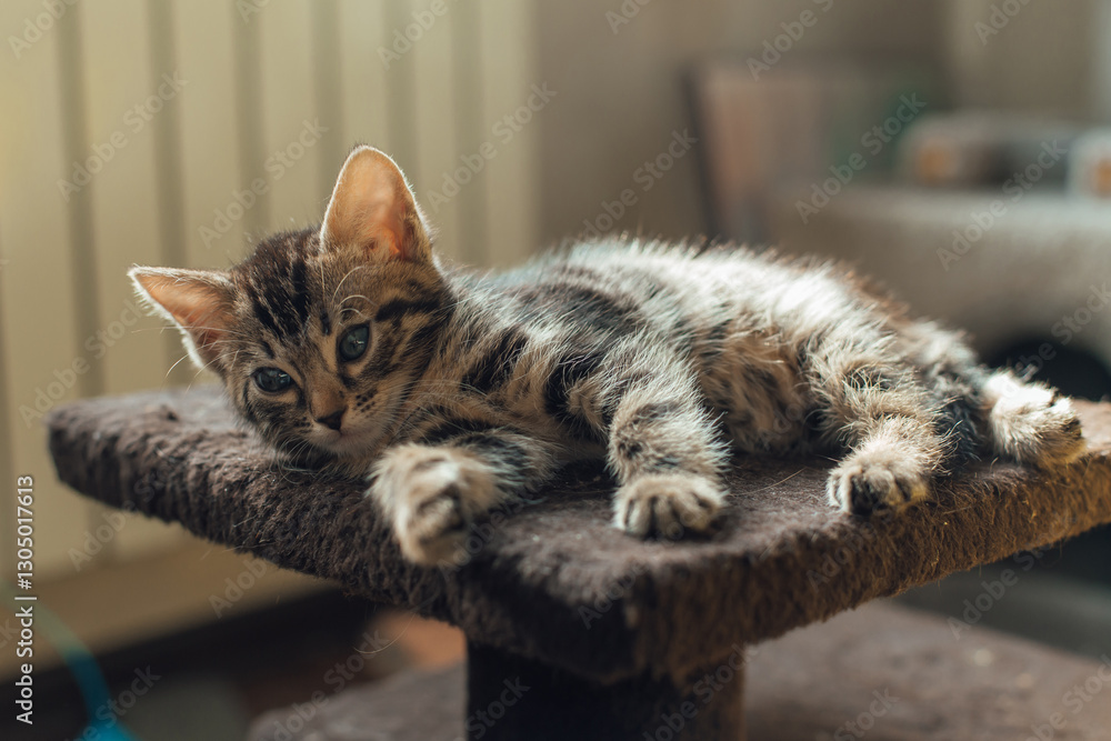 Obraz premium Young cute bengal kitten laying on a soft cat's shelf of a cat's house indoors.